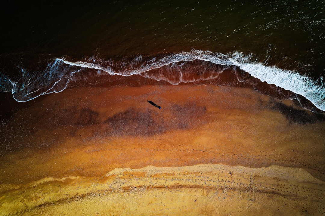 Zelta smiltis — Zelta smiltis Varnas piekrastē, Bulgārijā, skats no augšas ar viļņiem un pludmali.