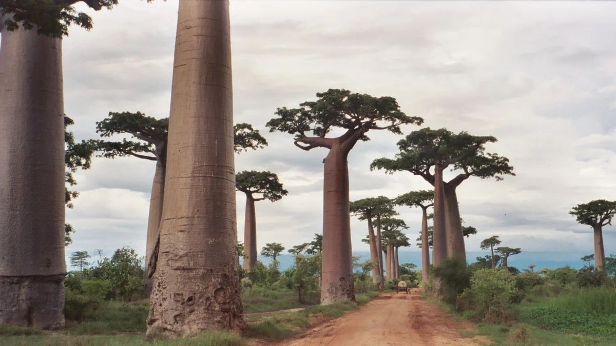 Madagaskaras baobaba aleja saulrietā ar oranžām debesīm