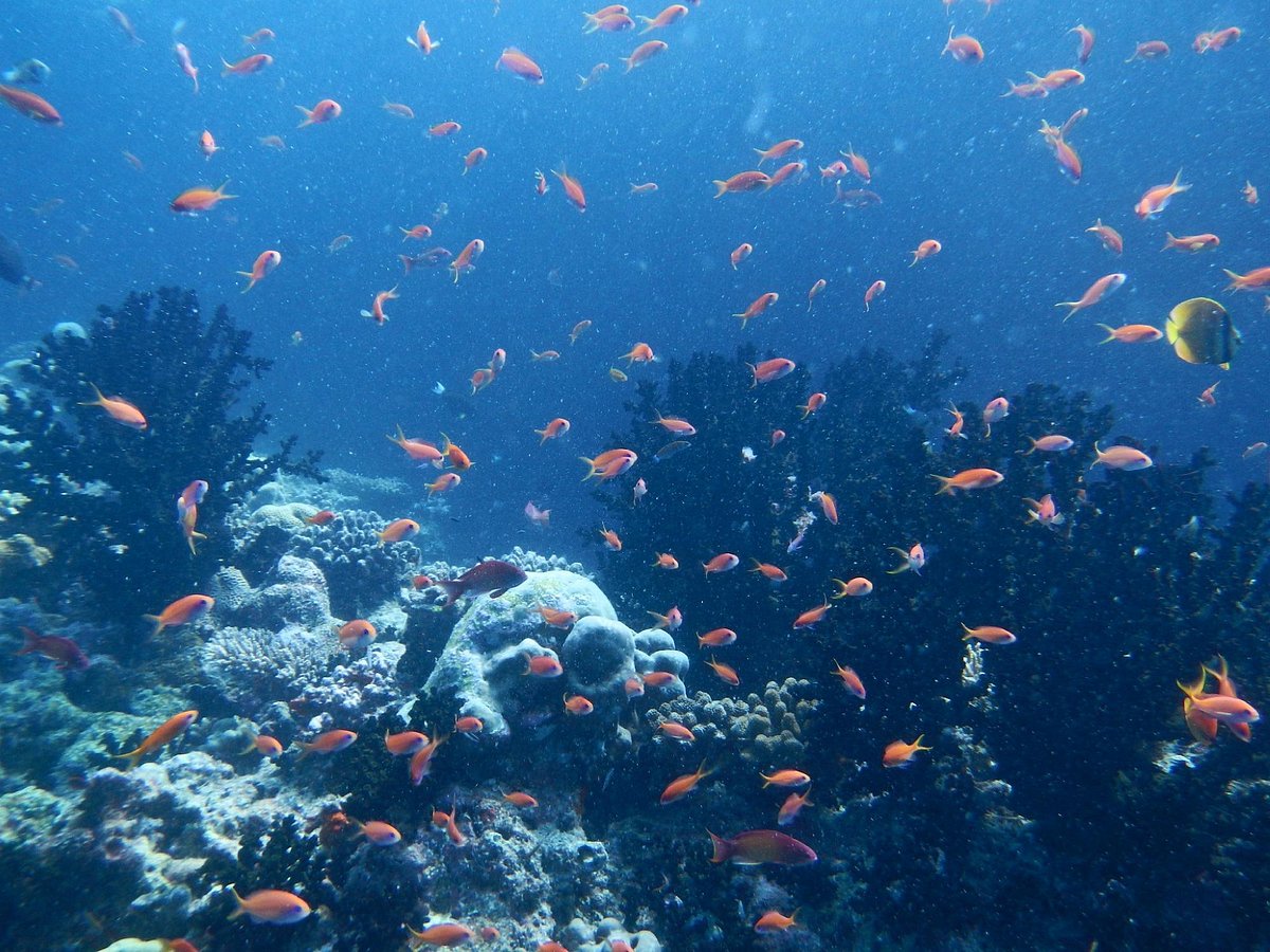 Banāna rifs — Maldīvas