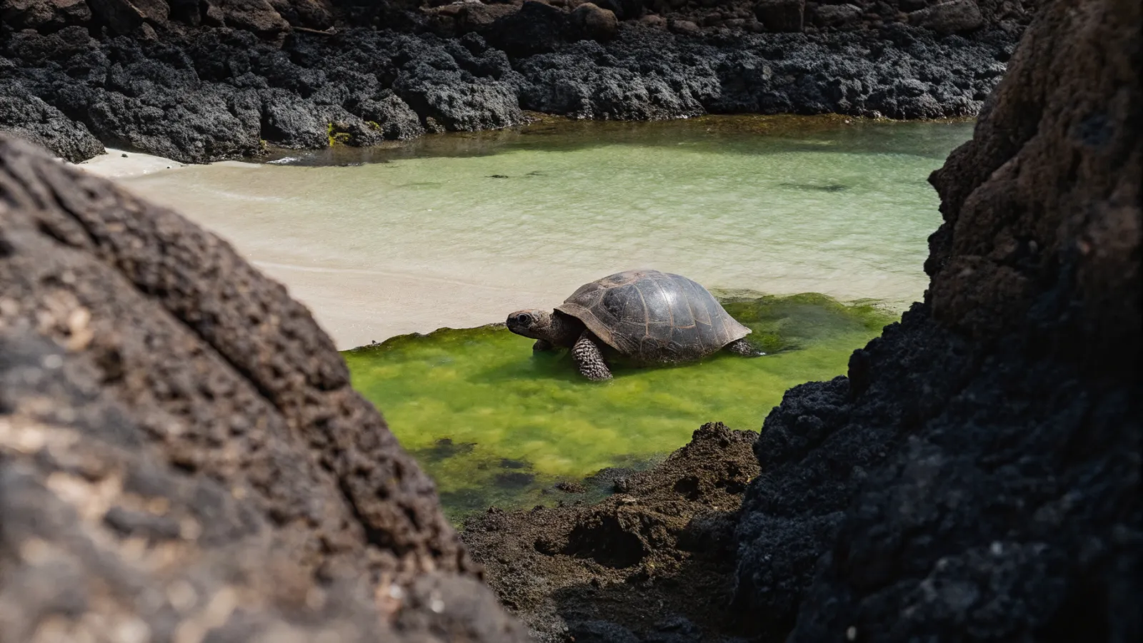 Luksusa jahta Kontiki Wayra pie Ekvadoras krasta ar tropu pludmali fonā