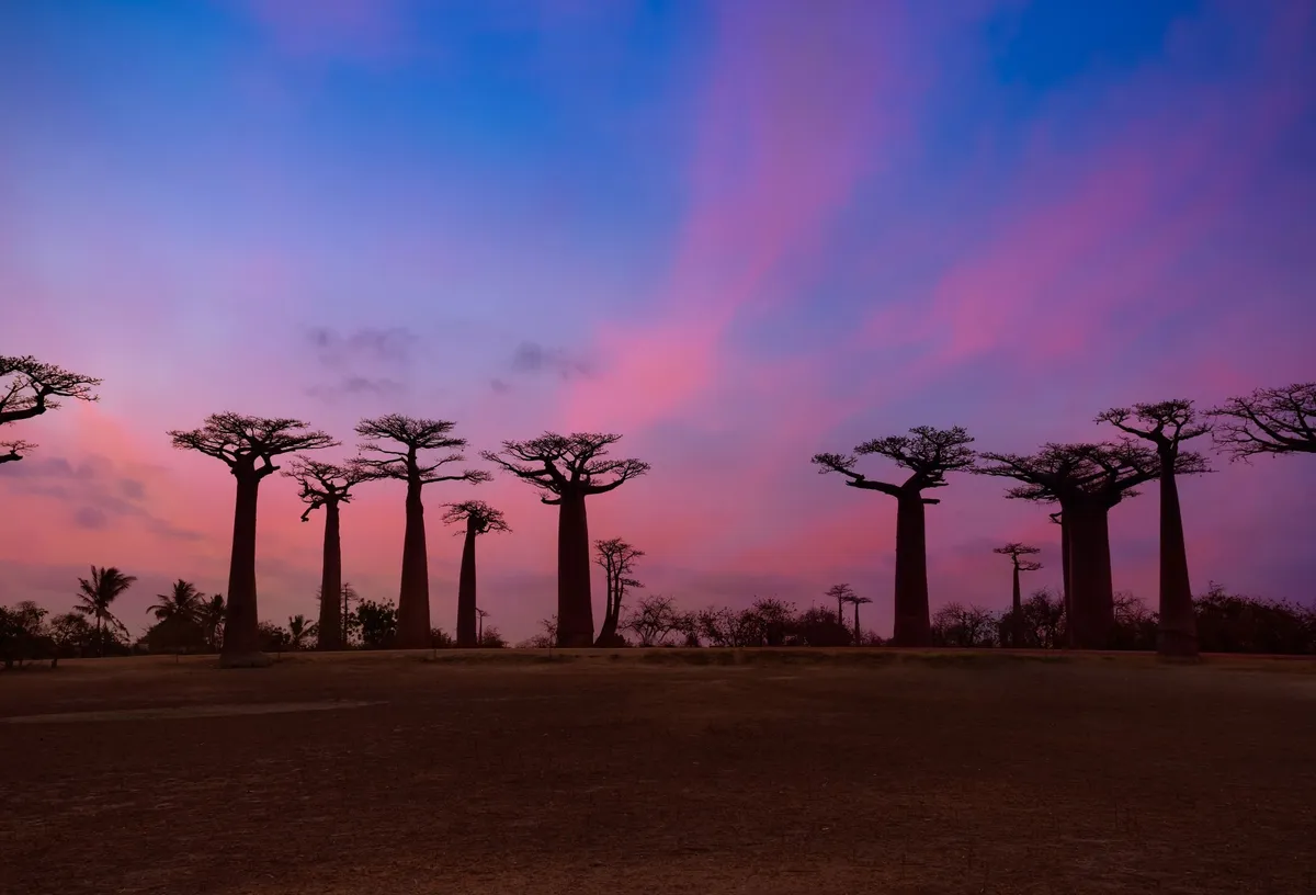 madagaskara2 madagaskara2