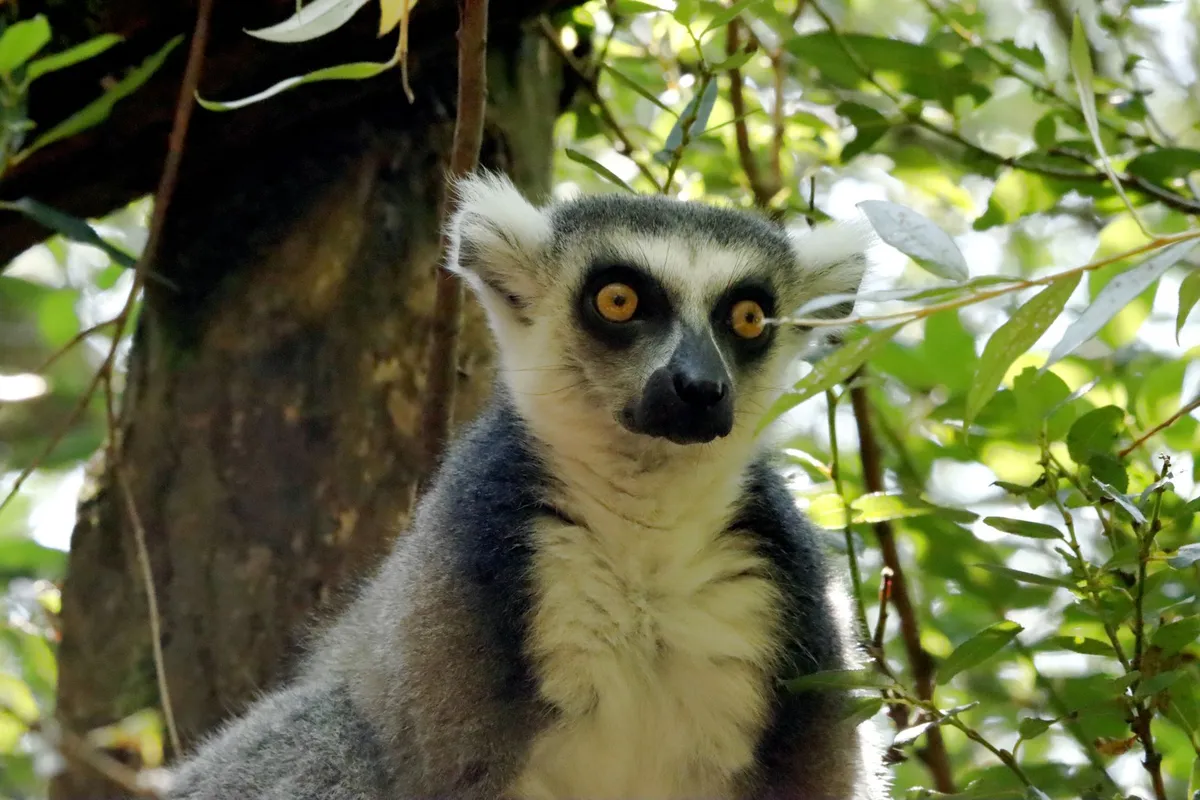 Tuvplāna fotogrāfija ar gredzenastes lemuru, kas skatās tieši kamerā, ieskauts zaļās lapotnēs.